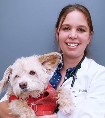 Dr. Debbie Estrada, Riverside Veterinarian