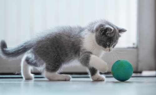 Kitten Veterinarian in Riverside