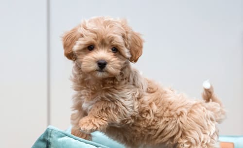 Puppy Veterinarian in Riverside
