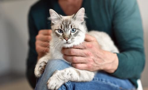 Cat Veterinarian in Riverside