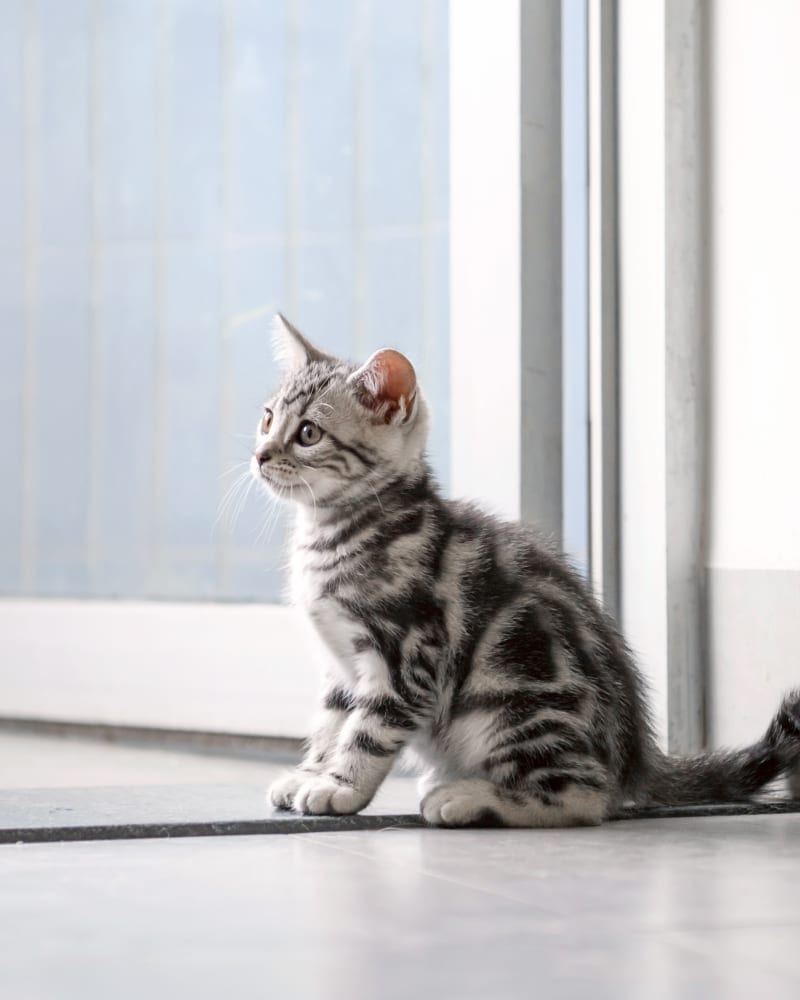Veterinary Services in Riverside